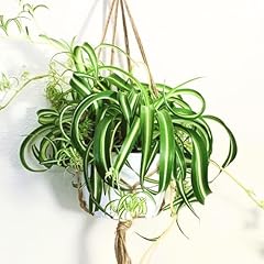 Spider plant curly for sale  Delivered anywhere in USA 