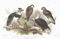 Eagle antique lithograph for sale  Delivered anywhere in UK