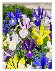 Oliwier bulbs dutch for sale  Delivered anywhere in UK