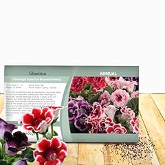 Outsidepride gloxinia seeds for sale  Delivered anywhere in USA 