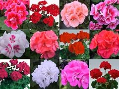 Geranium zonal plug for sale  Delivered anywhere in UK