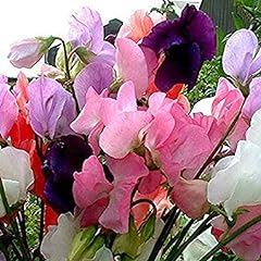 230 sweet pea for sale  Delivered anywhere in UK