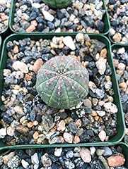 Beleaf grow euphorbia for sale  Delivered anywhere in USA 