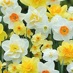 Daffodil hardy spring for sale  Delivered anywhere in UK