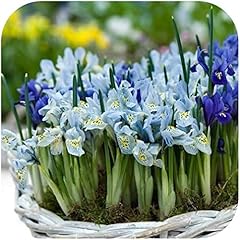 Iris reticulata mixed for sale  Delivered anywhere in UK