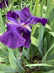 Two purple bearded for sale  Delivered anywhere in UK