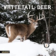 2025 wall calendar for sale  Delivered anywhere in USA 