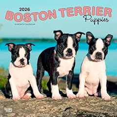 Boston terrier puppies for sale  Delivered anywhere in USA 
