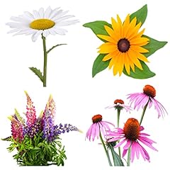Perennial flower seeds for sale  Delivered anywhere in USA 