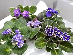 Pack african violets for sale  Delivered anywhere in USA 