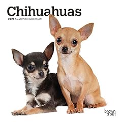 Chihuahuas 2024 inch for sale  Delivered anywhere in USA 