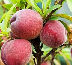 Peach peregrine fruit for sale  Delivered anywhere in Ireland