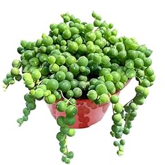 String pearls live for sale  Delivered anywhere in USA 