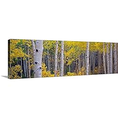 Aspen trees forest for sale  Delivered anywhere in USA 
