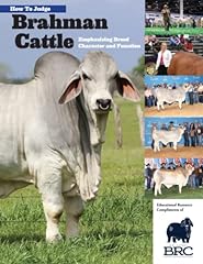 Guide judging brahman for sale  Delivered anywhere in USA 