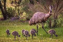 Emu seven babies for sale  Delivered anywhere in USA 