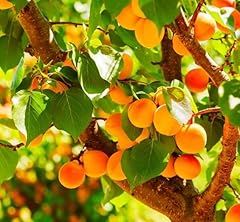 Apricot katy tree for sale  Delivered anywhere in USA 