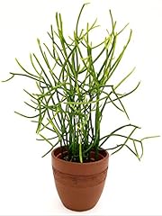 Powers flowers euphorbia usato  Spedito ovunque in Italia 
