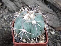 Portal Cool Echinocactus horizonthalonius Hipolito, Taglia L, Pot è 4 cm di Larghezza, Cactus usato  Spedito ovunque in Italia 