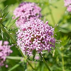 Large crosswort seeds d'occasion  Livré partout en France