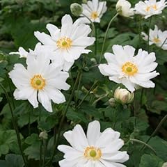 Herbst anemone anemone gebraucht kaufen  Wird an jeden Ort in Deutschland