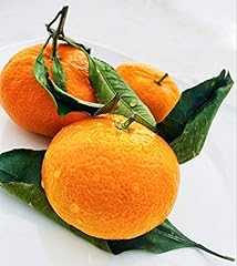 Fresh satsuma mandarin for sale  Delivered anywhere in USA 