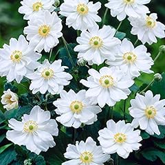 Anemone wirbelwind windblume gebraucht kaufen  Wird an jeden Ort in Deutschland