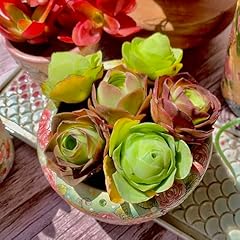 Mountain rose succulent for sale  Delivered anywhere in USA 