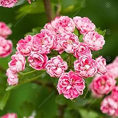 Crataegus laevigata rosea for sale  Delivered anywhere in UK