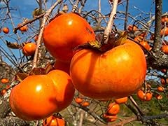 Japanese persimmon diospyros for sale  Delivered anywhere in USA 