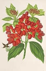 Aucuba japonica thunb. for sale  Delivered anywhere in USA 