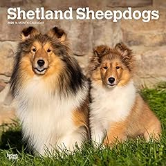 Shetland sheepdogs 2024 for sale  Delivered anywhere in UK