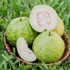 Seedless guava tree for sale  Delivered anywhere in USA 