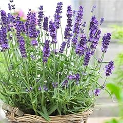Carbeth plants herb for sale  Delivered anywhere in UK