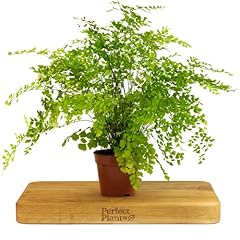 Delta maidenhair fern for sale  Delivered anywhere in UK