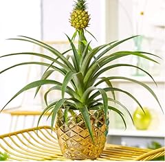 Pineapple plant bromeliad for sale  Delivered anywhere in Ireland