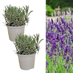 Large lavender herb for sale  Delivered anywhere in UK
