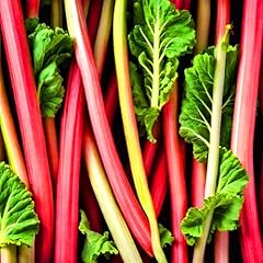 Kviter red victoria for sale  Delivered anywhere in USA 