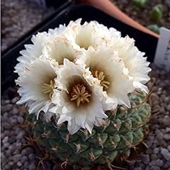 Grains bag strombocactus for sale  Delivered anywhere in UK