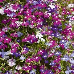 Lobelia trailing mix for sale  Delivered anywhere in UK