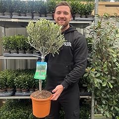 Pair potted olive for sale  Delivered anywhere in UK