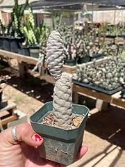 Pine cone cactus for sale  Delivered anywhere in USA 
