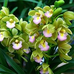 Brilliant cymbidium profession for sale  Delivered anywhere in USA 