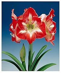 Minerva red white for sale  Delivered anywhere in USA 