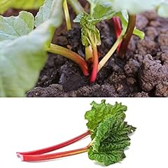 Rhubarb fulton strawberry for sale  Delivered anywhere in UK