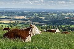 Hereford cows photograph for sale  Delivered anywhere in UK
