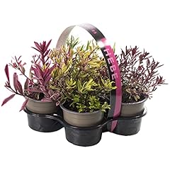 Hebe magic colours for sale  Delivered anywhere in UK