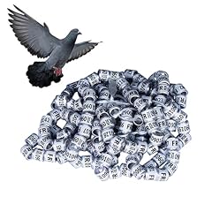 Mashin 2024 pigeon for sale  Delivered anywhere in UK