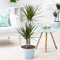 Tropical dragon tree for sale  Delivered anywhere in UK