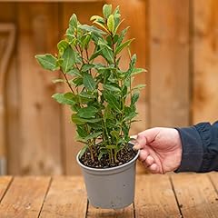 Laurus nobilis laurier d'occasion  Livré partout en France
